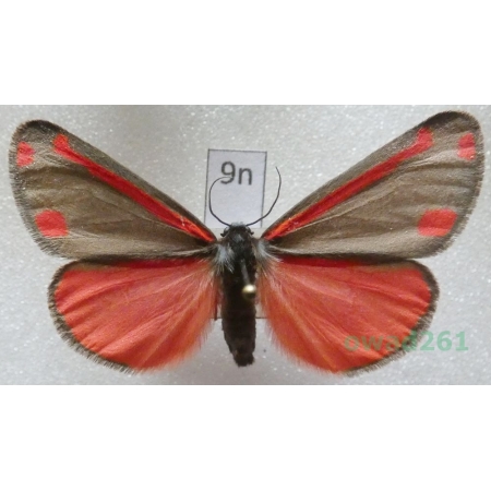 Tyria jacobaeae (Linnaeus, 1758) Czech9n